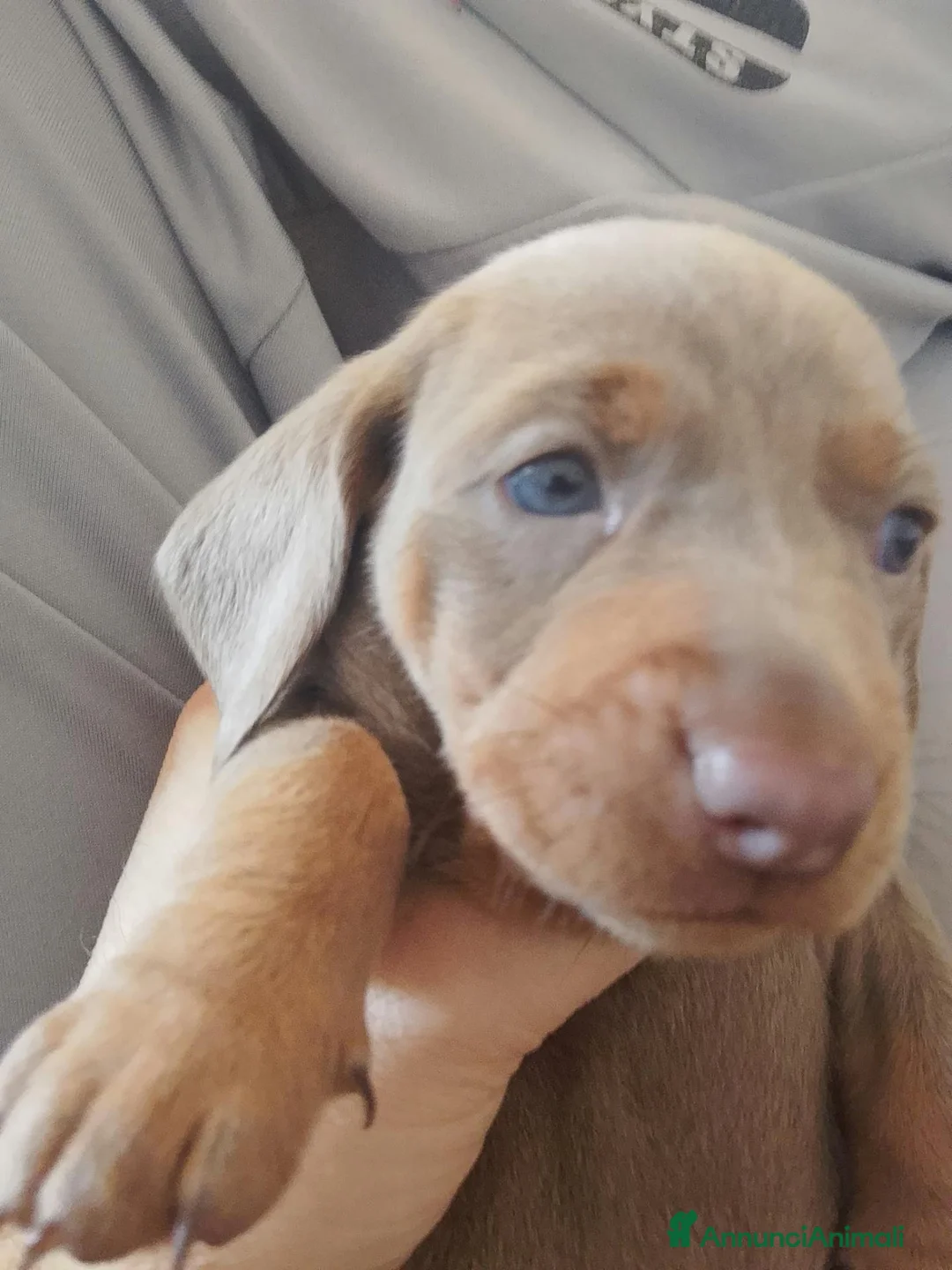 Bassotto cani in vendita: Cuccioli Bassotti bellissimi - Annuncio 8