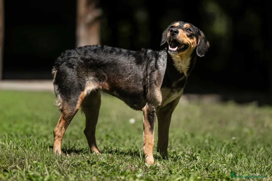 Meticcio cani in regalo: LULU' TRADITA DA CHI PIU' AMAVA, IN ADOZIONE - Annuncio 4