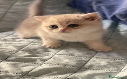 Scottish gatti in vendita: Scottish Straight - Annuncio 2