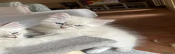 Siberiano gatti in vendita: Gattini Siberiani Ipoallergenici a Provincia di Brescia - Annuncio 2