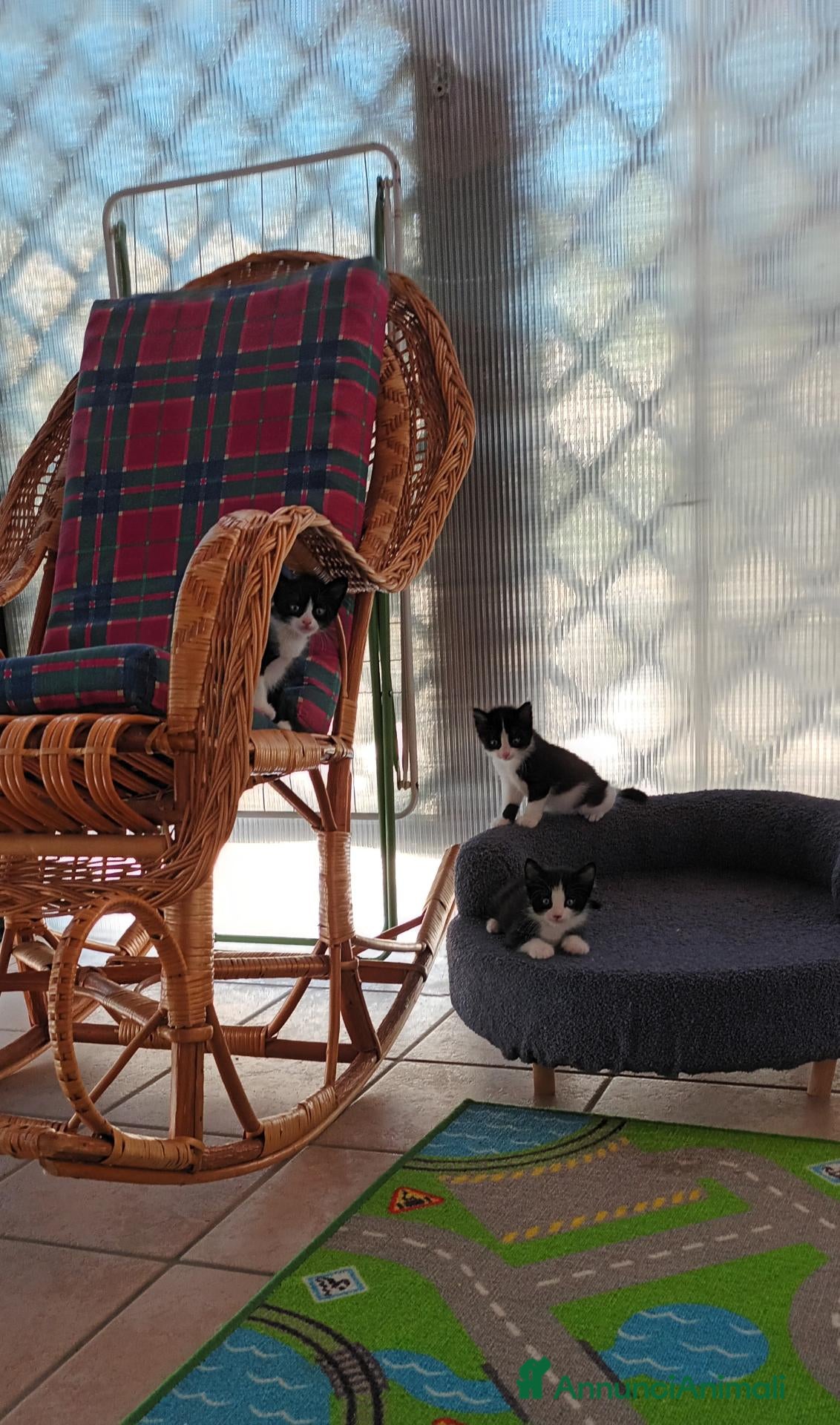Meticcio gatti 3 simpatici gattini cercano casa - Annuncio 2
