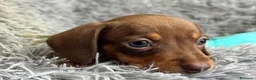 Bassotto cani in vendita: Bassotti Nani  - Annuncio 7