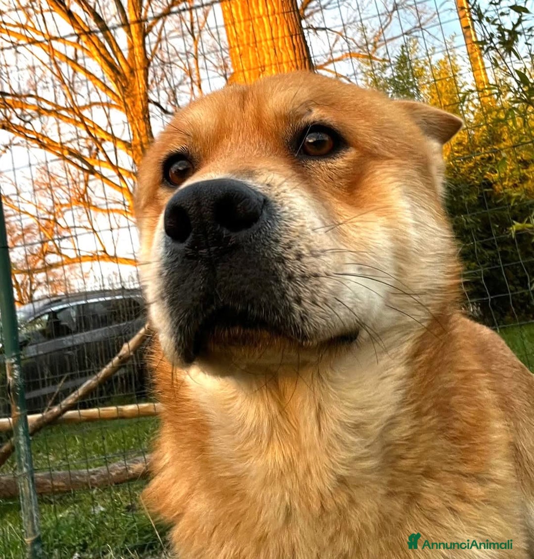 Meticcio cani in regalo: Adotta Aki - Annuncio 2