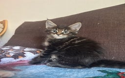 Maine Coon gatti in vendita: Maine Coon pedigree Anfi a Provincia di Modena - Immagine 7