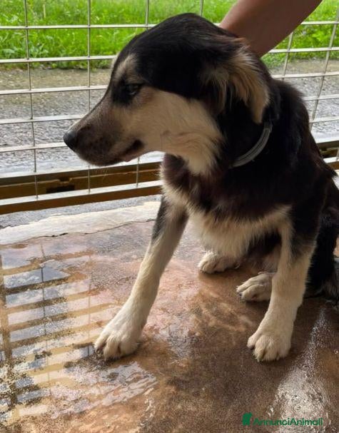 Meticcio cani AGNESE in cerca di una famiglia - Annuncio 31