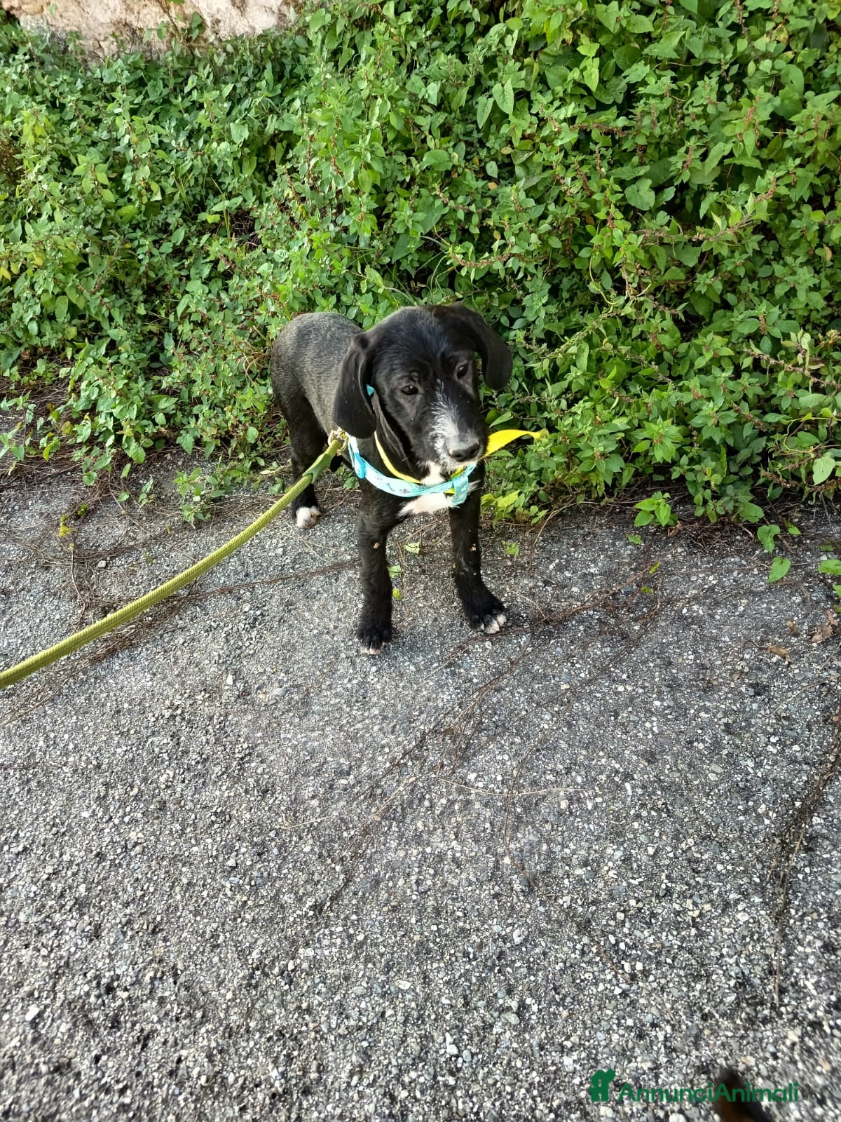 Meticcio cani UNA MAMMA PER LUNA - Annuncio 22