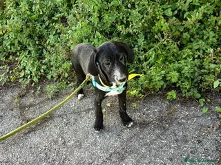 Meticcio cani UNA MAMMA PER LUNA - Annuncio 30