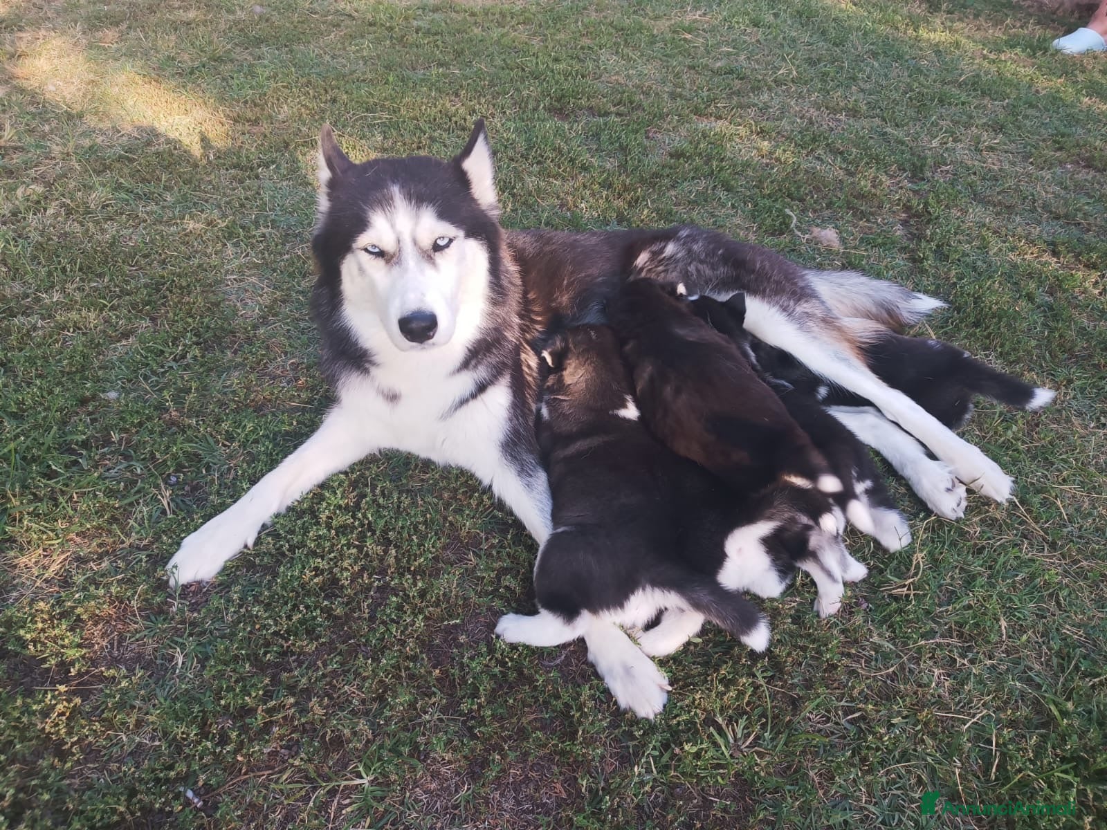Husky cani in vendita: Cuccioli Husky Siberian  - Annuncio 1