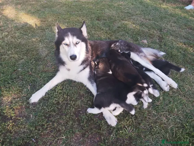 Husky cani in vendita: Cuccioli Husky Siberian - Annuncio 1