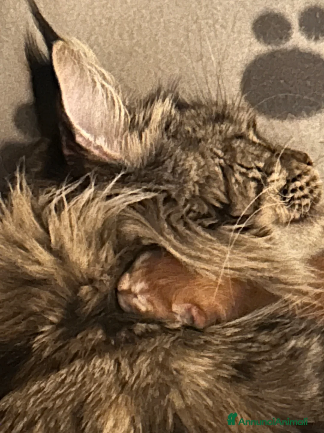Maine Coon gatti in vendita: Maine Coon - Annuncio 8