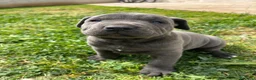 Cane Corso cani in vendita: Cucciola di cane corso!!  - Annuncio 8