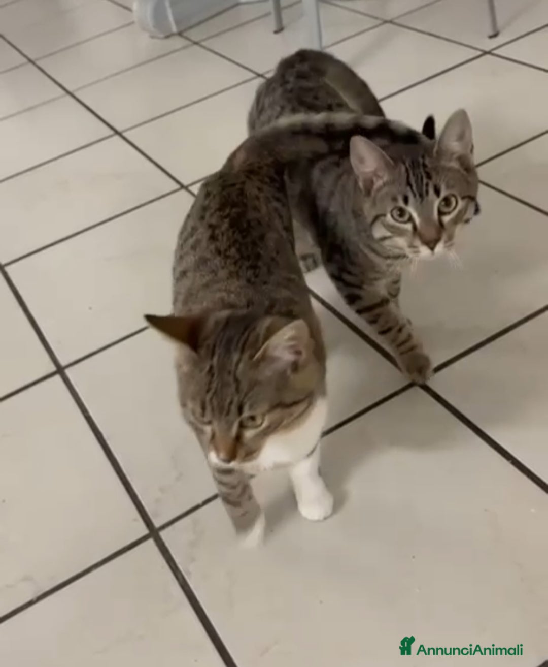 Meticcio gatti GATTINI INSEPARABILI - Annuncio 1