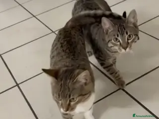 Meticcio gatti GATTINI INSEPARABILI - Annuncio 1