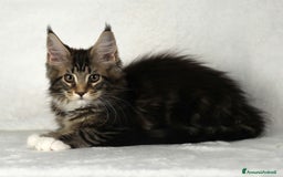 Maine Coon gatti in vendita: Cucciole di Maine Coon cercano casa a Città Metropolitana di Torino - Immagine 6