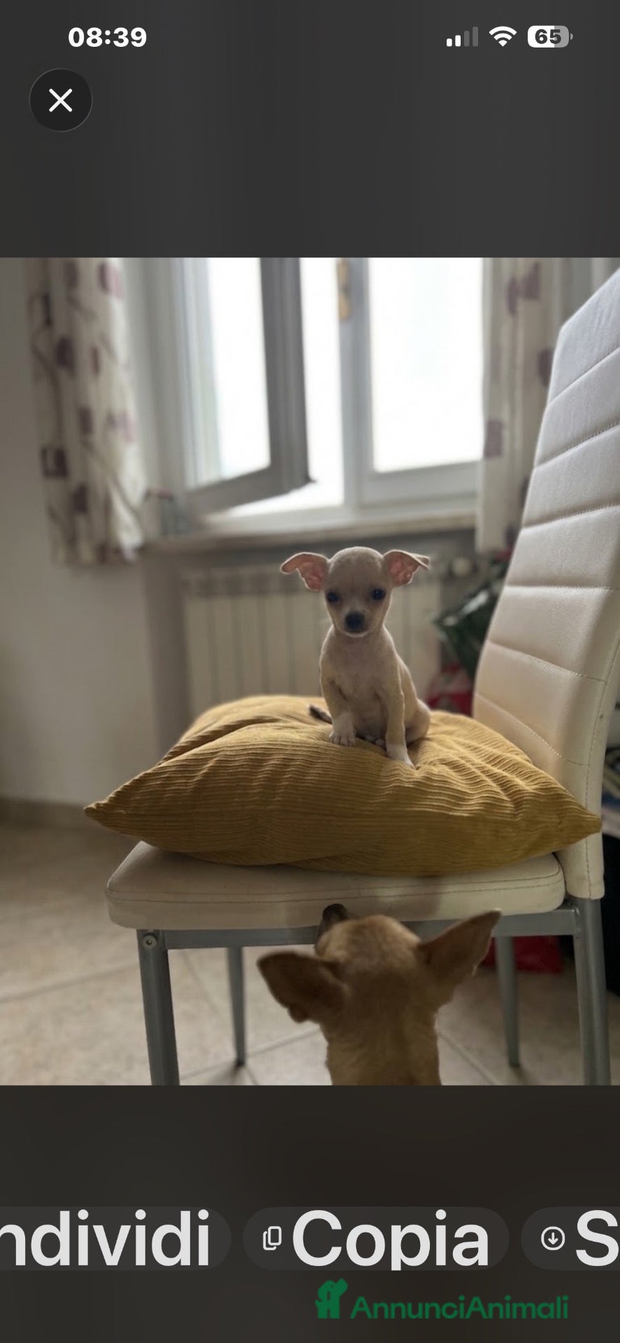 Chihuahua cani in vendita: Chihuahua  - Annuncio 2