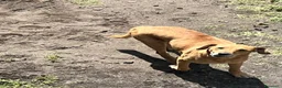 Meticcio cani in regalo: Regalo meticcio  a Città metropolitana di Catania - Annuncio 8