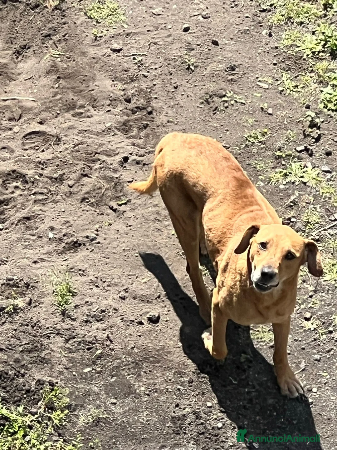 Meticcio cani in regalo: Regalo meticcio  a Città metropolitana di Catania - Annuncio 8