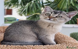 Scottish gatti in vendita: Scottish Straight con Pedigree  - Immagine 1