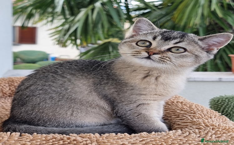 Scottish gatti - Annuncio 15