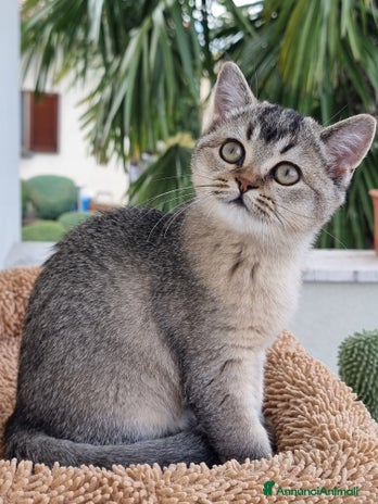 Scottish gatti - Annuncio 15