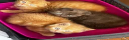 Scottish gatti in vendita: Cuccioli scottish fold e straight  - Annuncio 6