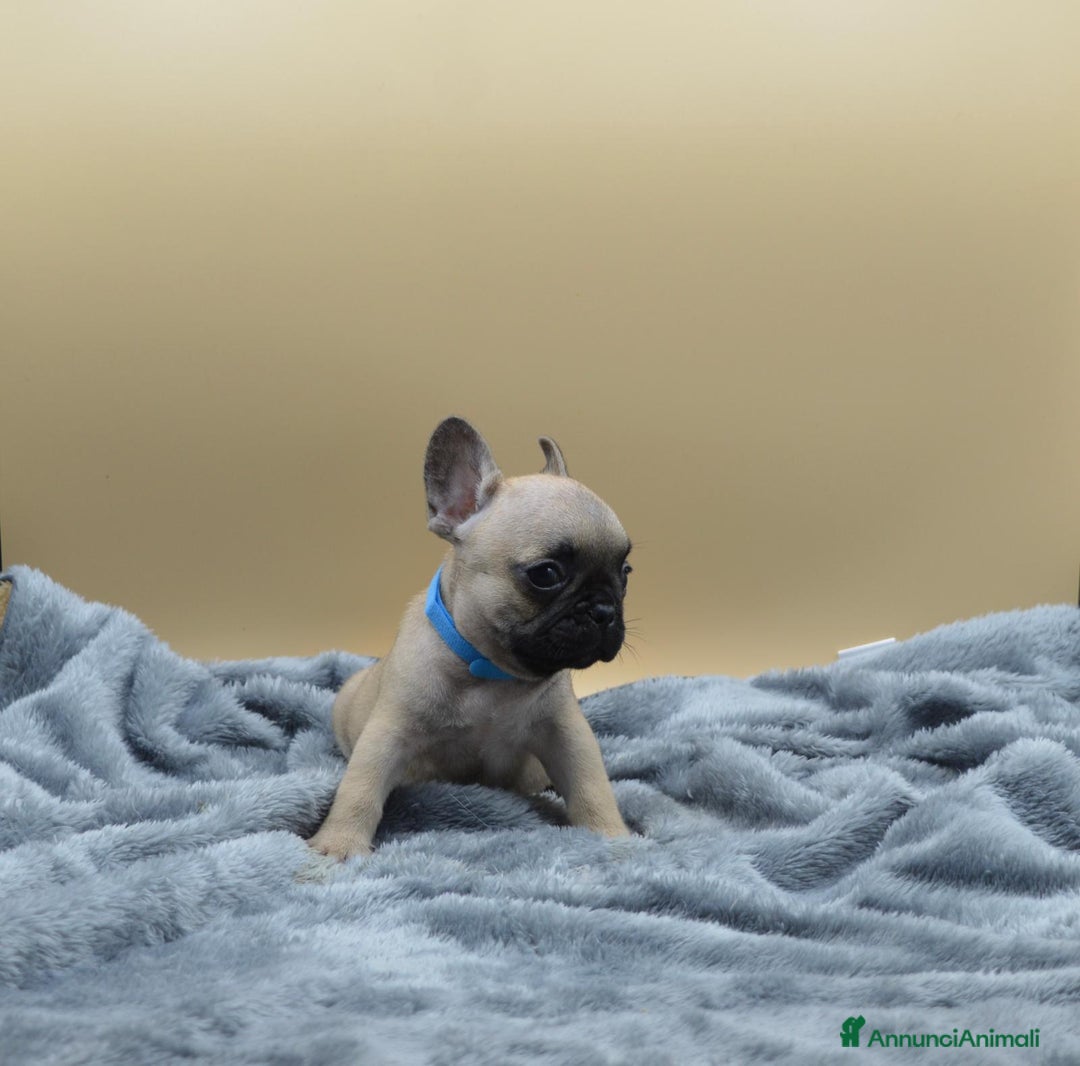 Bulldog Francese cani in vendita: Bouledogue Francese - Annuncio 1