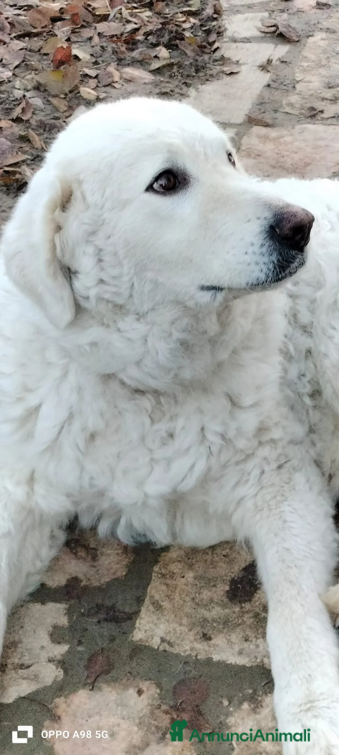 Meticcio cani in regalo: MILÙ  - Annuncio 2