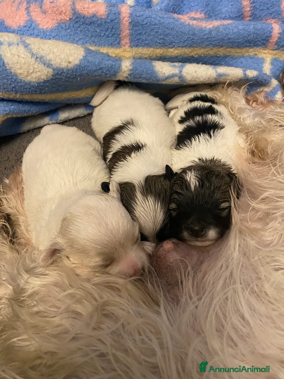 Maltipoo cani in vendita: Cuccioli maltipoo - Annuncio 1