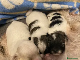 Maltipoo cani Cuccioli maltipoo - Annuncio 7