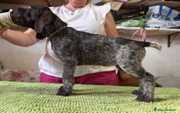 Drahthaar cani in vendita: Cuccioli di Drahthaar  a Provincia di Pordenone - Immagine 13