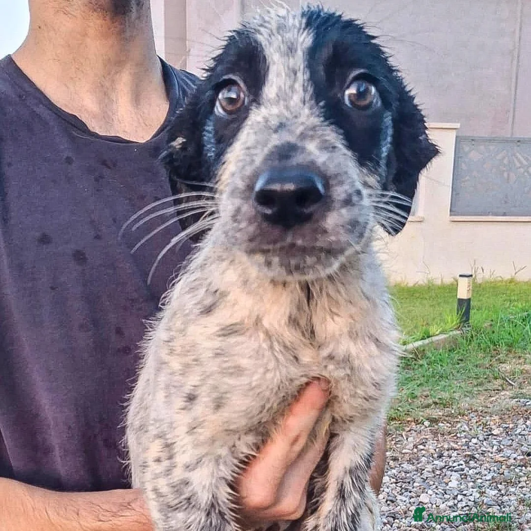 Meticcio cani in regalo: GIULIA 🩷  DOLCEZZA A QUATTRO ZAMPE 😍 a Provincia di Ferrara - Annuncio 2