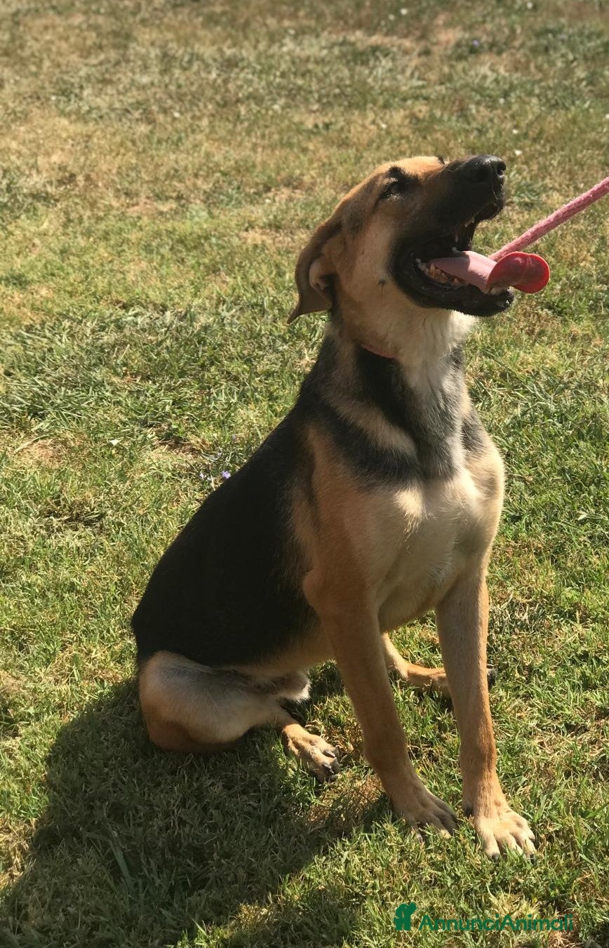 Pastore Tedesco cani SEGGHIO meraviglioso derivatopastore tedesco a Provincia di Latina - Annuncio 2