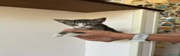 Meticcio gatti in regalo: GATTINE TENERE E GATTA ADULTA - Annuncio 4
