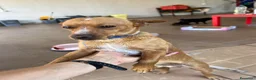 Pinscher Tedesco cani in vendita: Pincher-chihuahua pelo lungo M F a Città metropolitana di Reggio Calabria - Annuncio 4