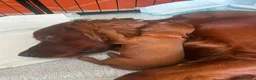 Setter Irlandese cani in vendita: Cucciolata Elsa e Liam a Provincia di Alessandria - Annuncio 5