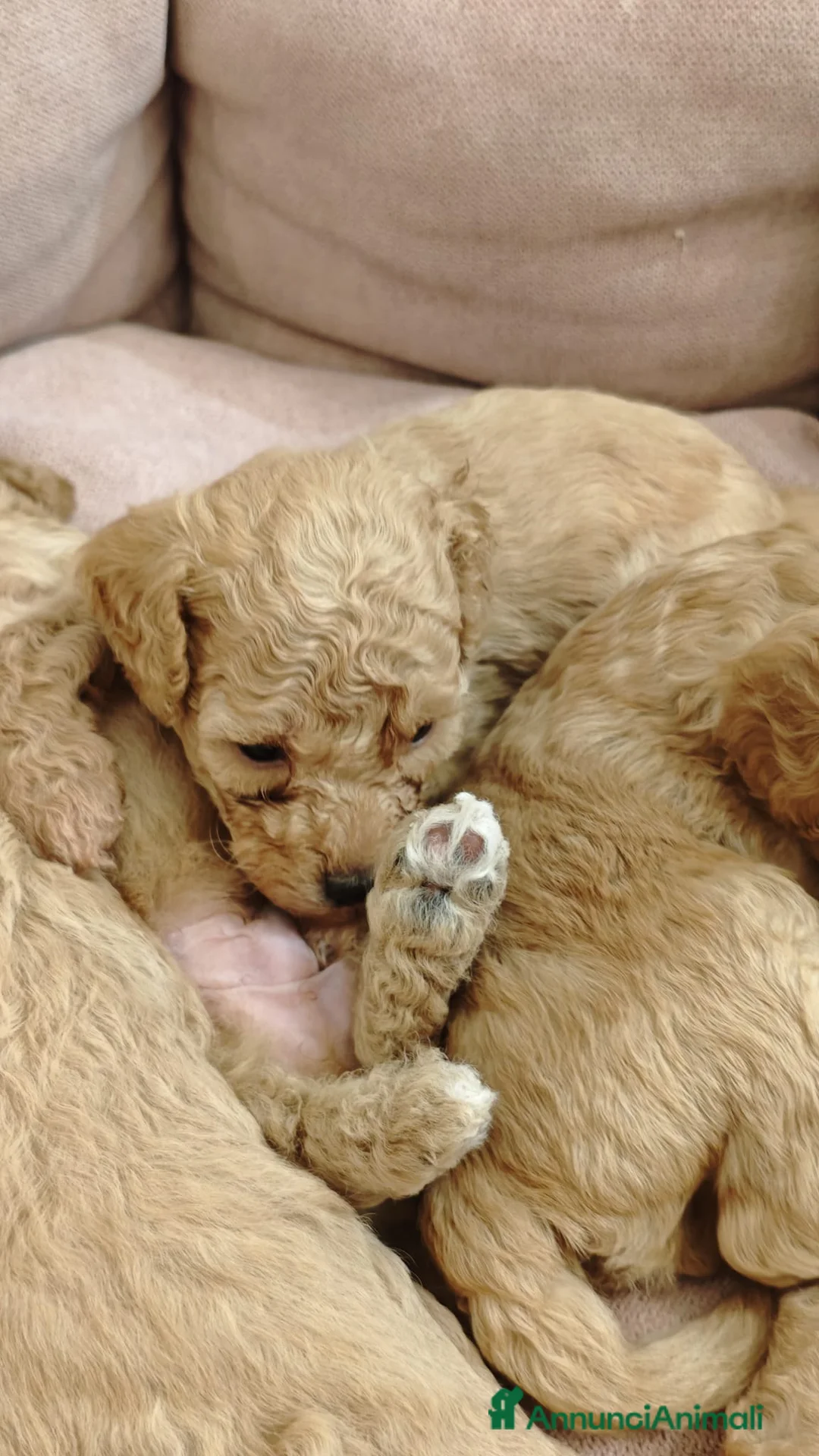 Barboncino cani in vendita: Cucciolata casalinga  - Annuncio 3