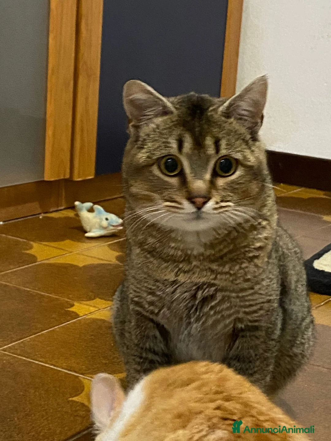 Meticcio gatti in regalo: Bibó cerca adozione del cuore - Annuncio 4