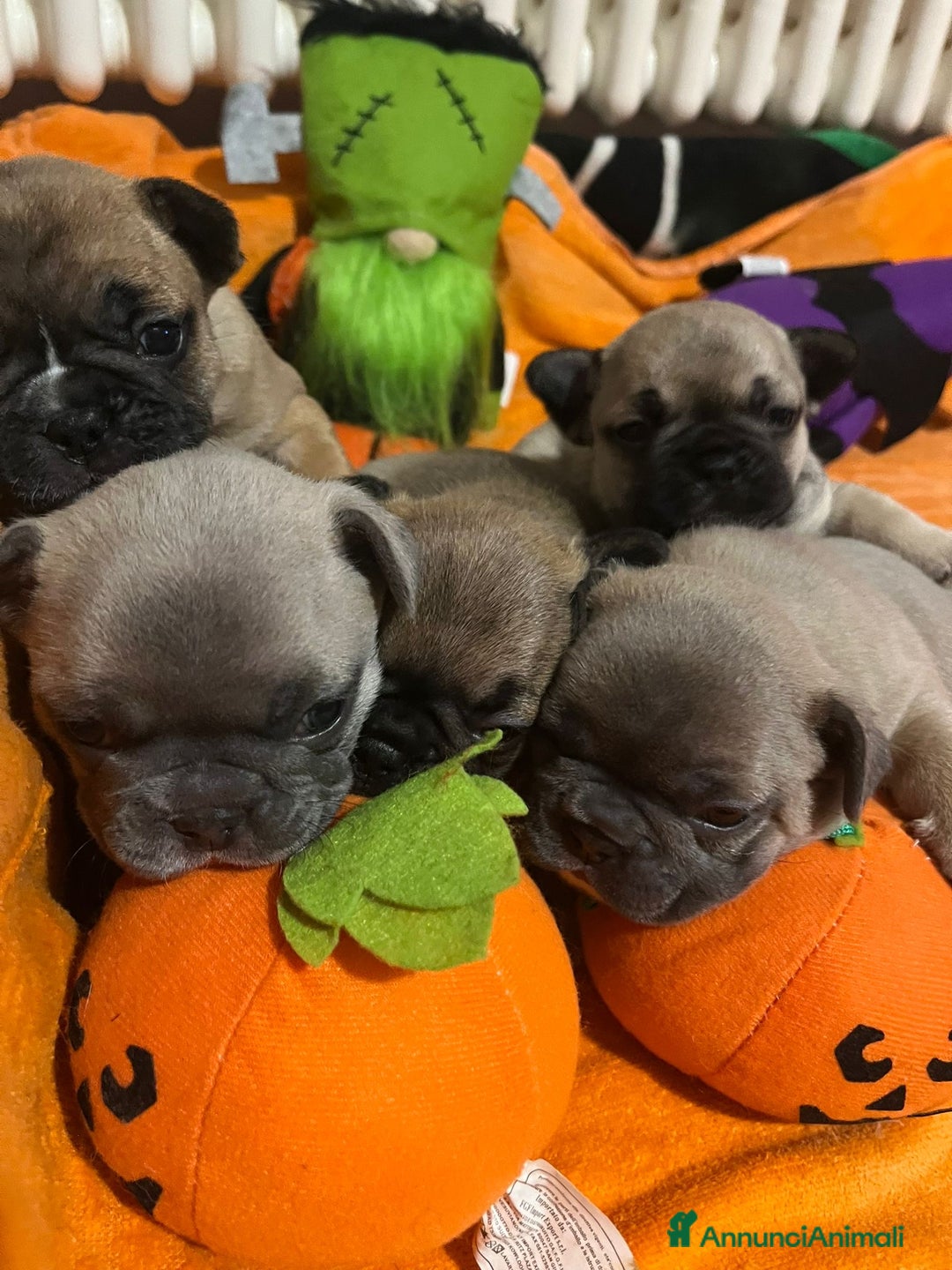 Bulldog Francese cani in vendita: Cuccioli di bulldog francese  - Annuncio 10