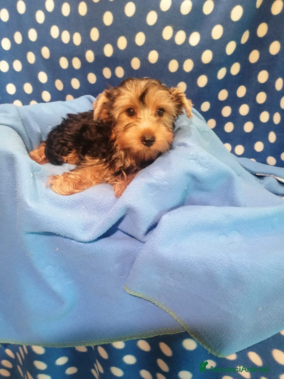Yorkshire cani in vendita: Yorkshire Terrier cuccioli a Province of Rovigo - Immagine 2
