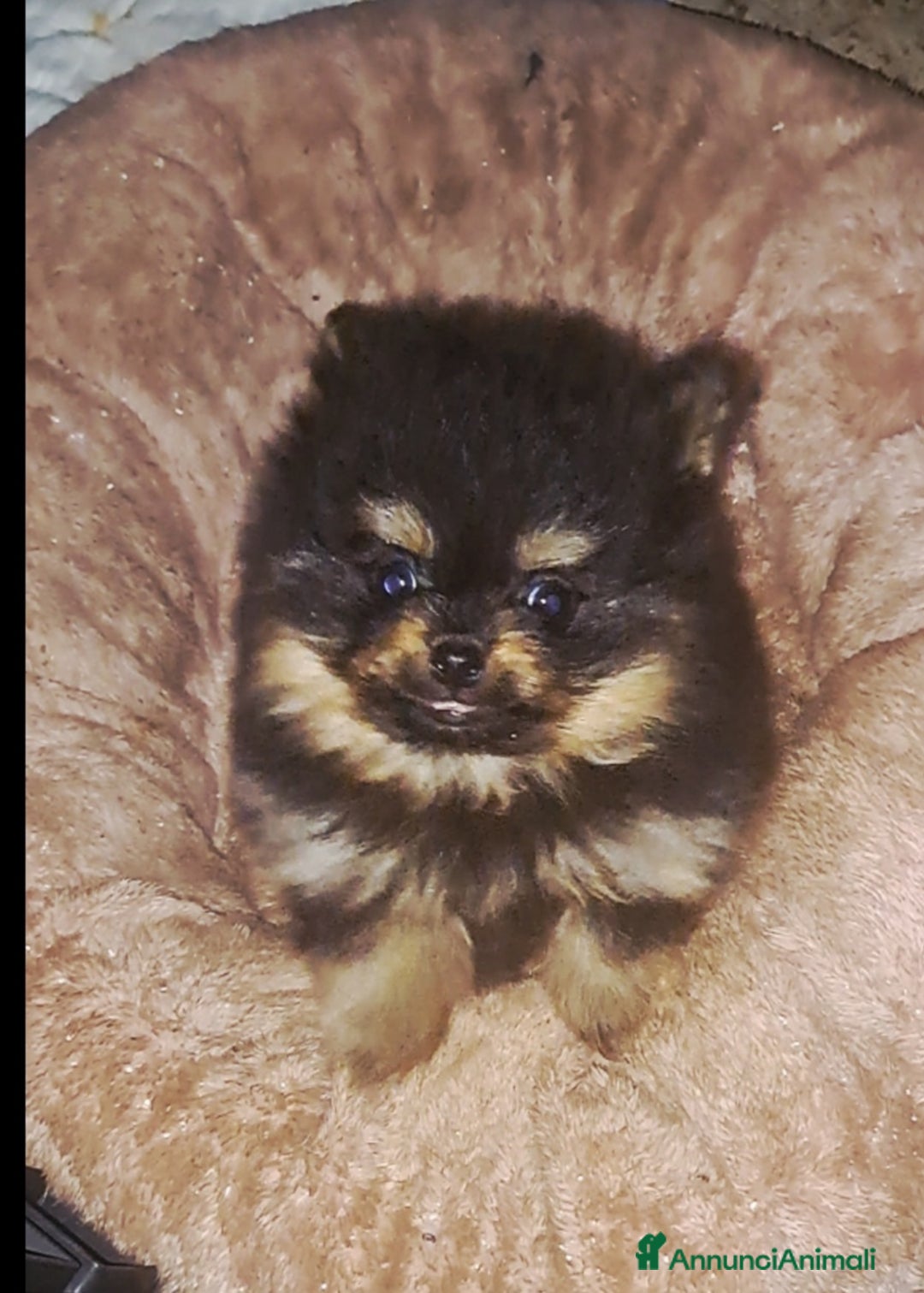 Spitz cani in vendita: Spitz di pomerania nano - Annuncio 2