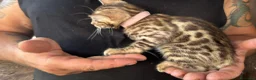 Bengala gatti in vendita: Bengal con difetto, in sconto  - Annuncio 3