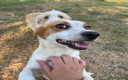 Jack Russell cani in regalo: Masha incrocio jack russell 2 anni cerca adozione - Immagine 6