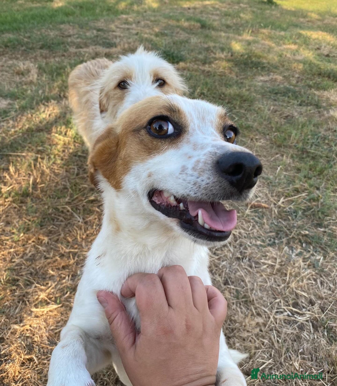 Jack Russell cani in regalo: Masha incrocio jack russell 2 anni cerca adozione - Immagine 6