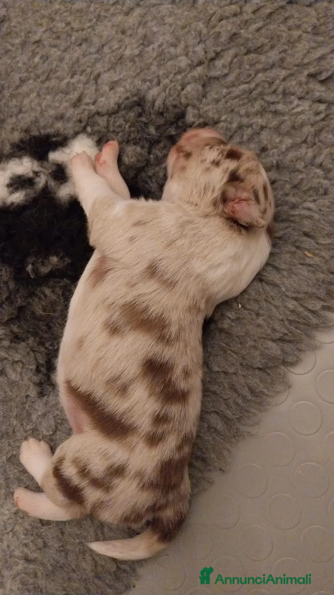 Border Collie cani in vendita: cuccioli border collie con pedigree - Annuncio 5