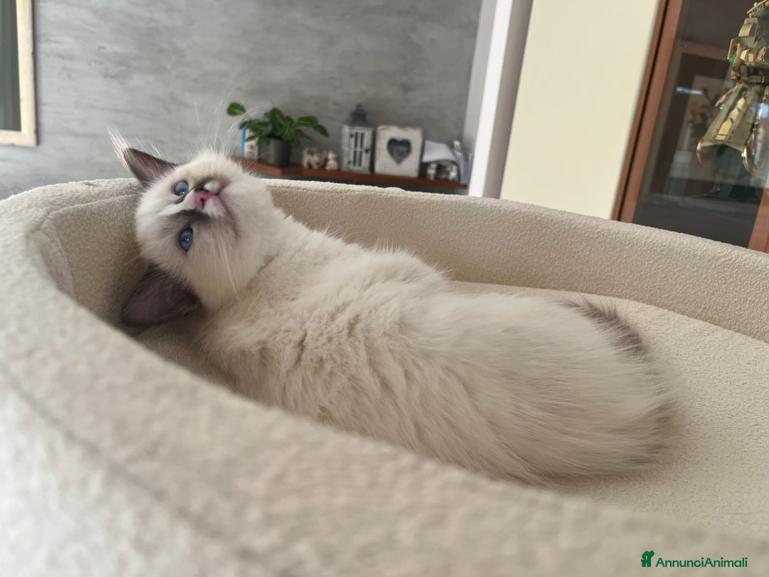 Ragdoll gatti in vendita: Cucciola Ragdoll margot  - Annuncio 6