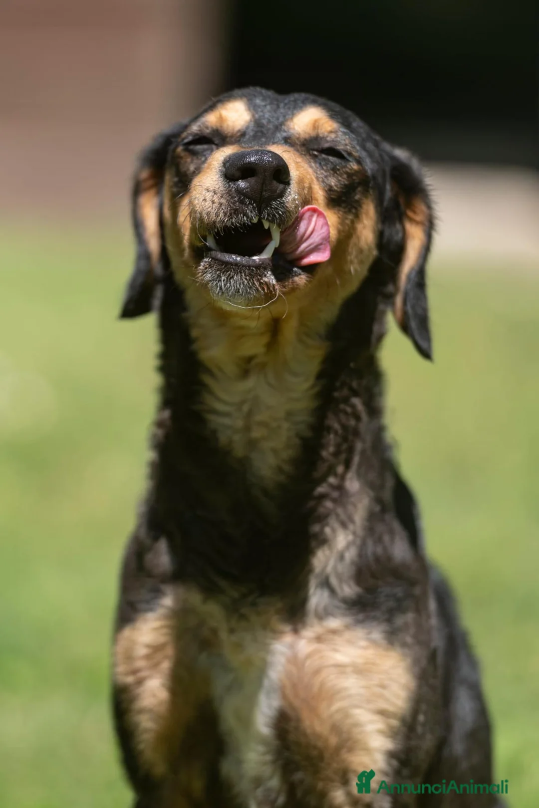 Meticcio cani in regalo: LULU' TRADITA DA CHI PIU' AMAVA, IN ADOZIONE - Annuncio 4