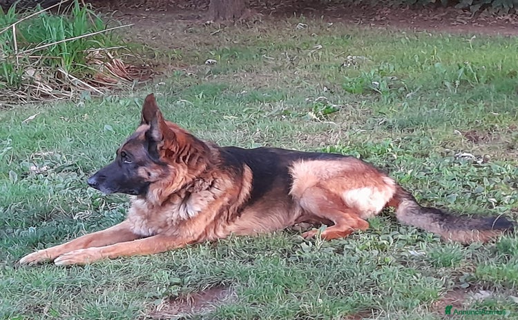 Pastore Tedesco cani a Provincia di Bergamo - Annuncio 7
