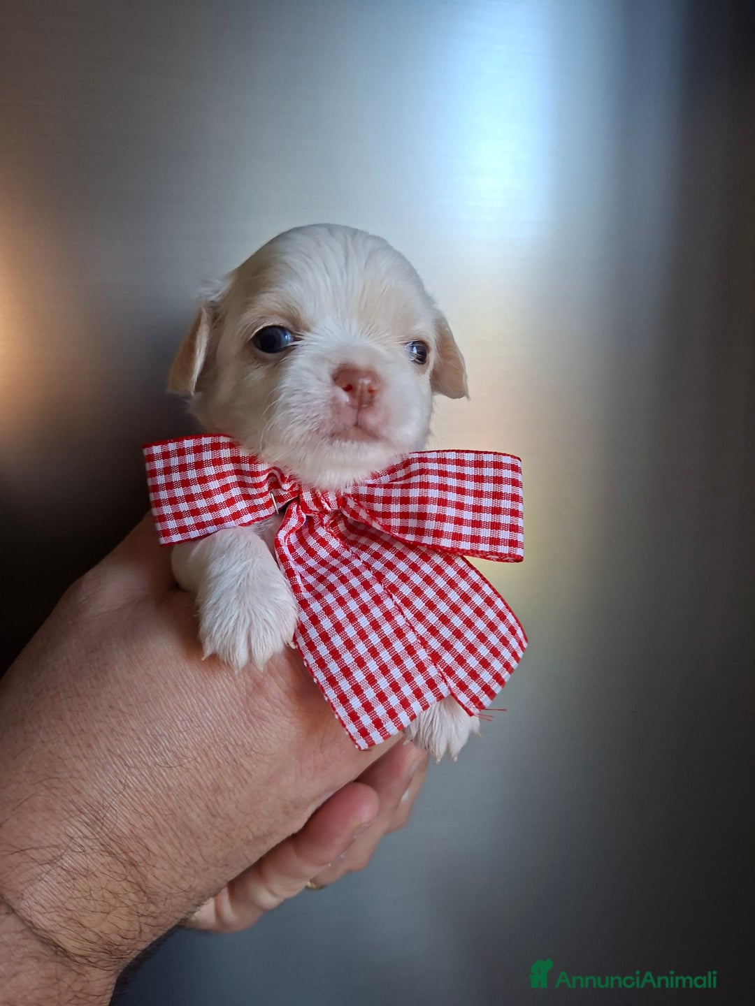 Chihuahua cani in vendita: Chihuahua pelo lungo tg mini  - Annuncio 6