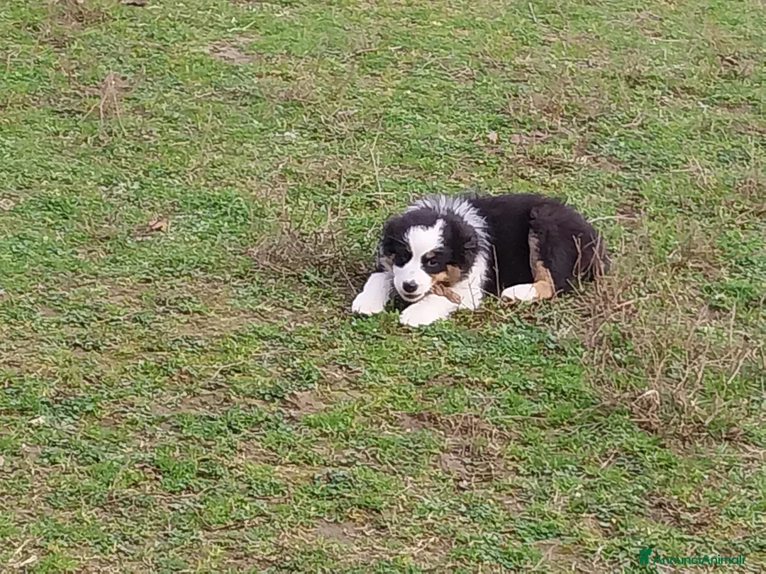 Australian Shepherd cani in vendita: Cuccioli australian shepard  a Provincia di Pavia - Annuncio 5