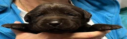 Labrador cani in vendita: Cuccioli Labrador - Annuncio 6